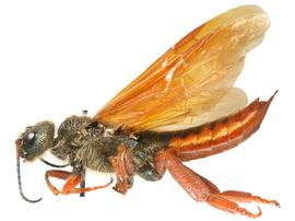   Sirex obesus  male lateral habitus; photo by H. Goulet, CNC 
